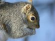 Grey Squirrel (Sciurus carolinensis)