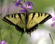 Eastern Tiger Swallowtail (Papilio glaucus)