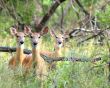 Whitetail Deer  Doe(Odocoileus virginianus)