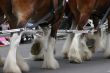 Horse team, hooves & fetlocks