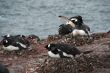 Gentoo penguins, nesting, light snow storm
