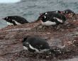 Gentoo penguins, nesting, light snow storm