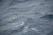 Cape  Petrel flock
