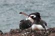 Gentoo penguins, nesting, light snow storm