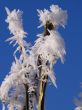 Frost
