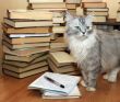 Many old books and cat