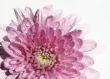 Wet chrysanthemum