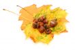 acorns and leaves