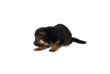 puppy isolated over white background