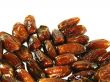 Sweet-tasting dried dates