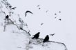 Flock of Alpine chough