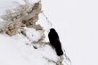 Alpine chough