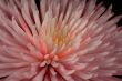 Pink Spider Mum