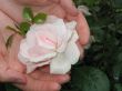 A white rose in hands