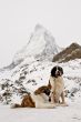St. Bernardine dogs sitting near Matterhorn