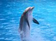 A Dolphin