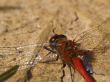 red dragonfly