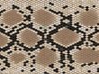 Lozenge pattern snake skin