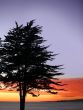 Tree on a beach at a sunset