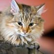 Portrait of a cute kitten