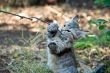 Outside Portrait of a cute kitten playing