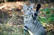 Outside Portrait of a cute kitten playing