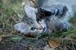 Outside Portrait of a cute kitten playing