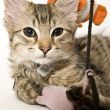 Portrait of a cute kitten