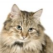 Very cute long haired kitten