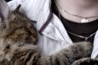 Kitten resting on chest
