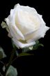 White rose