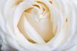 Sexy white rose