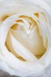 White rose