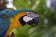 Colorful Macaw