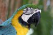 Colorful Macaw