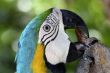 Colorful Macaw