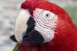 Red Macaw