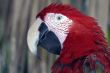 Red Macaw