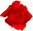 Red Rose