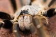 Baboon spider