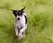 terrier running