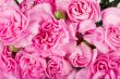 background carnations