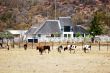 A Farm