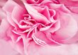 background carnation