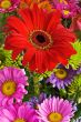 Daisies bouquet