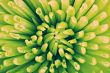 Abstract flower