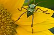 Armored corn cricket
