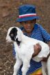 animal lover