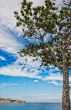 Lonely tree by the sea