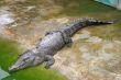 crocodile